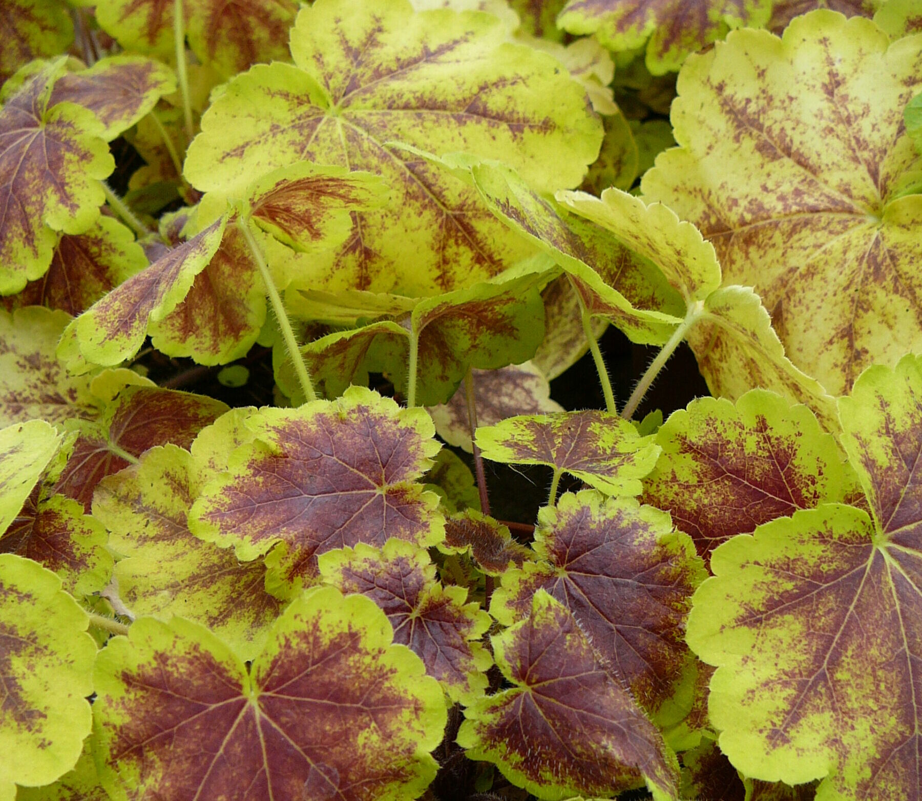 Heucherella ‘ Solar Eclips’   (grote pot) - purperklokje