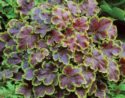 Heucherella ‘ Solar Eclips’   (grote pot) - purperklokje