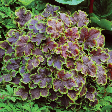 Heucherella ‘ Solar Eclips’   (grote pot) - purperklokje