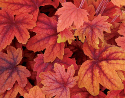 Heucherella ‘Sweet Tea’  (grote pot) - purperklokje