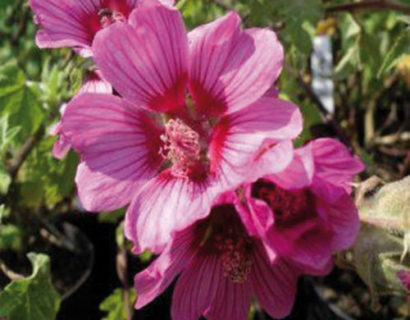 Lavatera ‘Eye Catcher’  (grote pot)