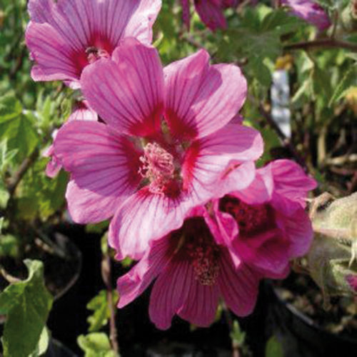 Lavatera ‘Eye Catcher’  (grote pot) - struikmalva