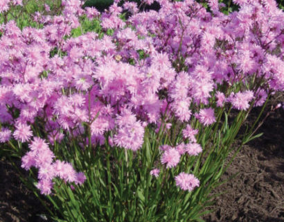 Lychnis ‘Petite Jenny’   (grote pot) - koekoeksbloem