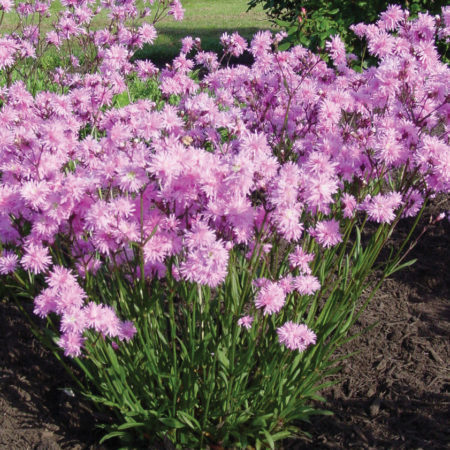 Lychnis ‘Petite Jenny’   (grote pot) - koekoeksbloem