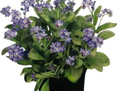 Myosotis sylvatica ‘Bluesylva’   (grote pot) - vergeet-me-nietje