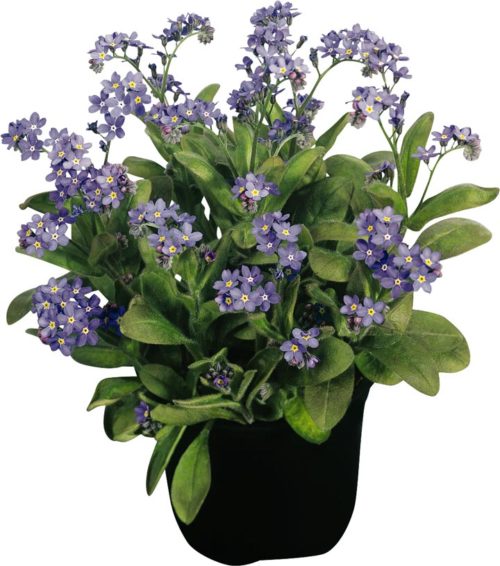 Myosotis sylvatica ‘Bluesylva’   (grote pot) - vergeet-me-nietje