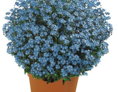 Myosotis sylvativa ‘Savoie Blue’  (grote pot) - vergeet-mij-nietje