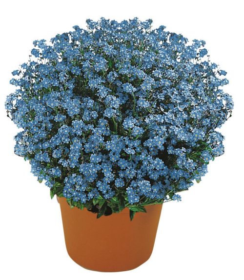 Myosotis sylvativa ‘Savoie Blue’  (grote pot) - vergeet-mij-nietje