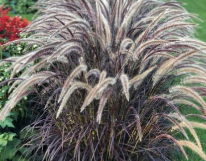 Pennisetum ‘Rubrum’