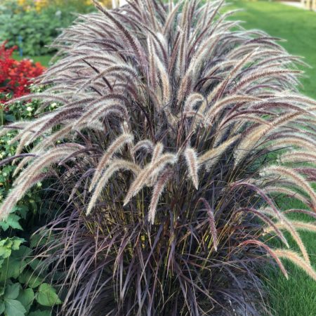 Pennisetum ‘Rubrum’ - lampepoetser