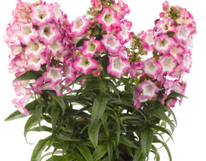 Penstemon ‘Pentastic Pink’   (grote pot) - slangenkop