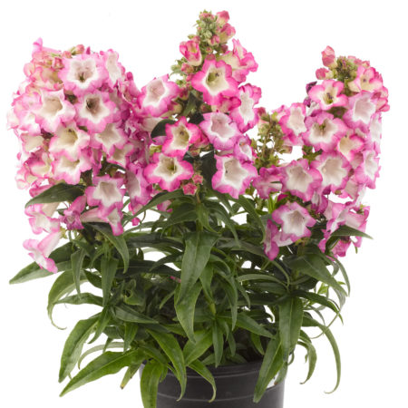 Penstemon ‘Pentastic Pink’   (grote pot) - slangenkop