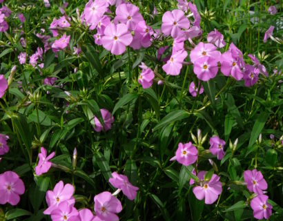 Phlox carolina ‘Bill Baker’ (grote pot) - vlambloem