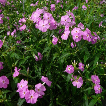 Phlox carolina ‘Bill Baker’  (grote pot) - vlambloem