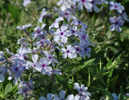 Phlox divaricata ‘Chattahoochee’ (grote pot) - voorjaarsvlambloem