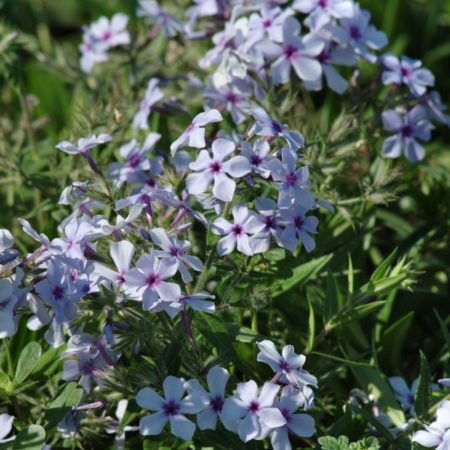 Phlox divaricata ‘Chattahoochee’   (grote pot) - voorjaarsvlambloem