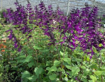 Salvia hybr. ‘Amistad’ pot 3 liter - salie