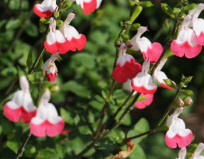 Salvia microphylla ‘Hot Lips’   (grote pot) - salie