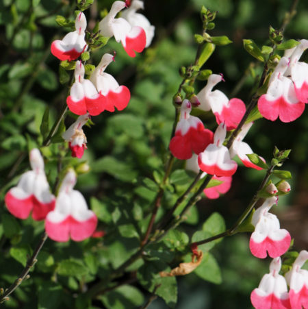 Salvia microphylla ‘Hot Lips’   (grote pot) - salie