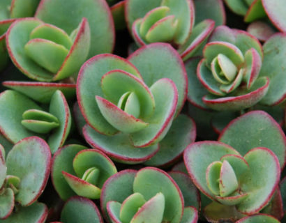 Sedum Sunsparkler Lime Zinger  (grote pot) - vetkruid