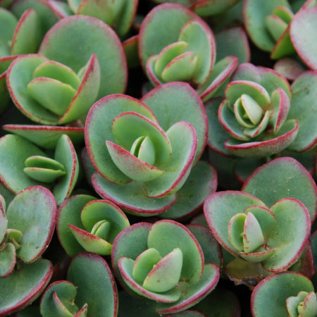 Sedum Sunsparkler Lime Zinger  (grote pot) - vetkruid