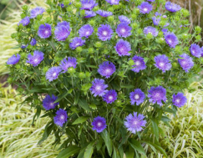 Stokesia ‘Mel’s Blue’ pot 3 liter - korenbloemaster