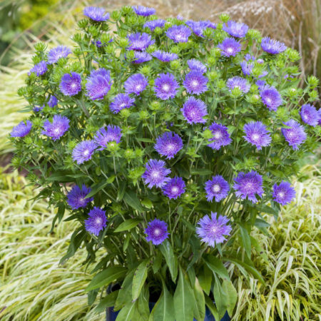 Stokesia ‘Mel’s Blue’ pot 3 liter