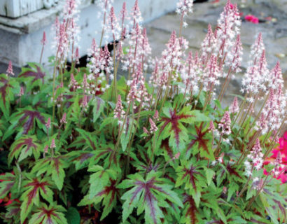 Tiarella ‘Sugar & Spice’   (grote pot) - Perzische muts