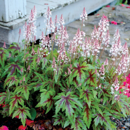 Tiarella ‘Sugar & Spice’   (grote pot) - Perzische muts