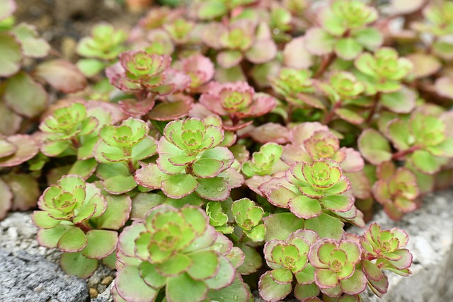 Sedum Sunsparkler Lime Zinger - vetkruid