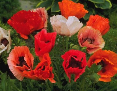 Papaver orientale ‘Pizzicato Mix’ (grote pot) - klaproos