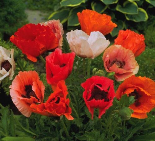 Papaver orientale ‘Pizzicato Mix’ (grote pot) - klaproos