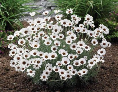 Rhodanthemum ‘Casablanca’ - marokkaanse margriet