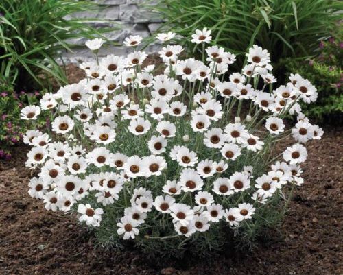 Rhodanthemum ‘Casablanca’ - marokkaanse margriet