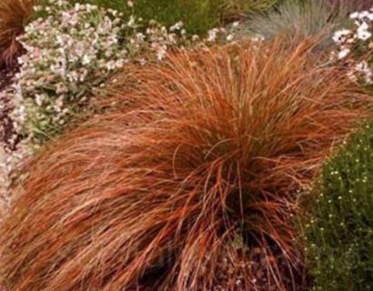 Carex testacea ‘Prairie Fire’ pot 2 liter - Oranjezegge