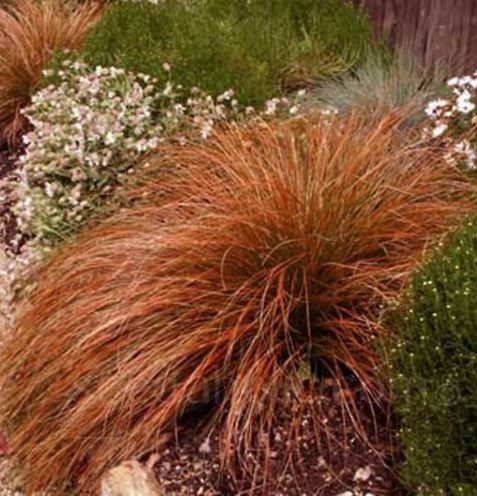 Carex testacea ‘Prairie Fire’ - Oranjezegge