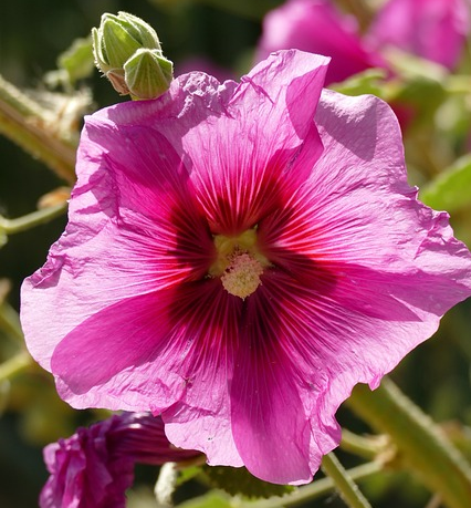 Alcea rosea ‘Halo Mix’ (grote pot) - stokroos