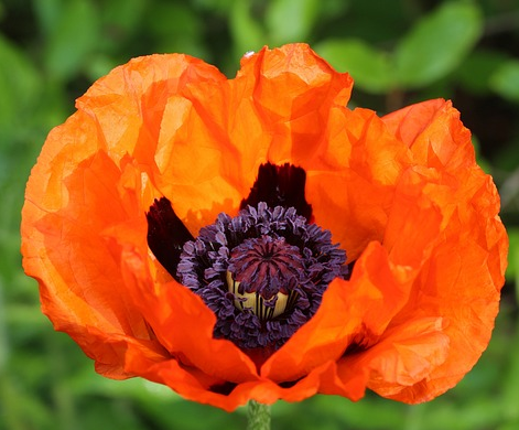 Papaver nudicale ‘Gartenzwerg’ - klaproos / ijslandse papaver