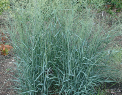 Panicum virgatum ‘Prairie Sky’ - Vingergras