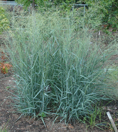 Panicum virgatum ‘Prairie Sky’ - Vingergras