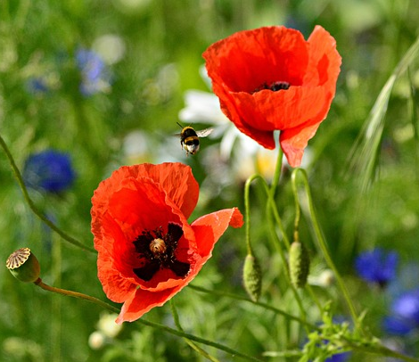 Papaver orientale ‘Nana Allegro’ (grote pot) - klaproos