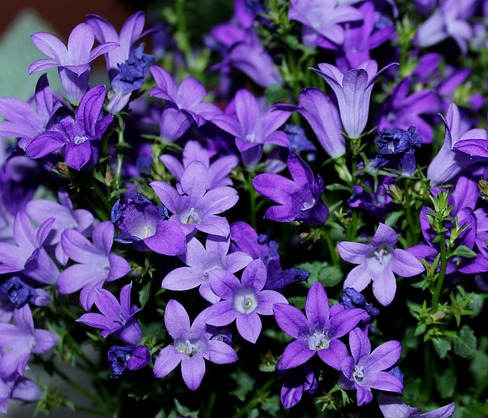 Campanula port. ‘Clockwise Deep Blue’   (grote pot) - klokjesbloem