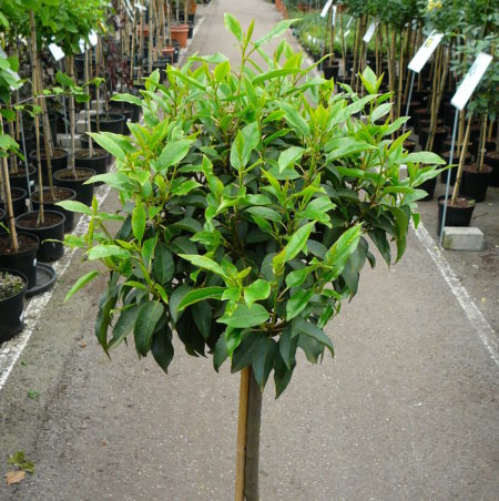 Prunus lusitanica bolvorm op stam - Bolprunus, Portugese laurier bolvorm op stam