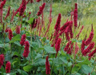 Persicaria amplexicaulis ‘Fat Domino’  (grote pot) - duizendknoop