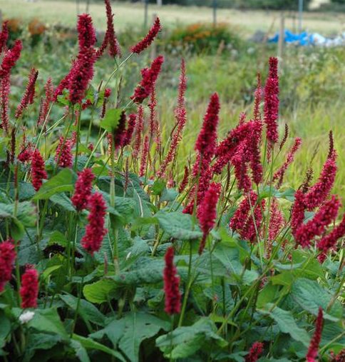 Persicaria amplexicaulis ‘Fat Domino’  (grote pot) - duizendknoop