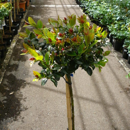 Ilex meserveae ‘Blue Maid’ op stam - hulst