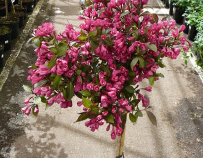 Weigela florida ‘Minor Black’ op stam - Weigela