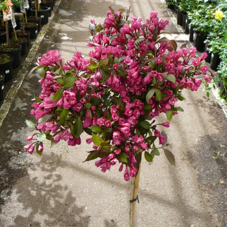 Weigela florida ‘Minor Black’ op stam - Weigela