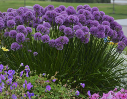 Allium ‘Millenium’ (grote pot) - sierui