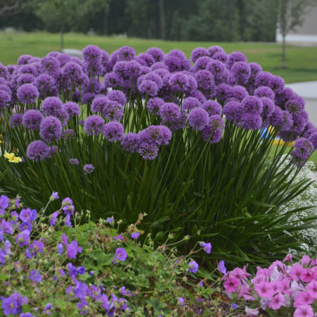 Allium ‘Millenium’ (grote pot) - sierui